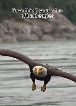 Eagle meme