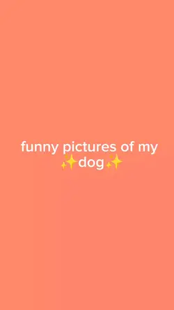 funny pics