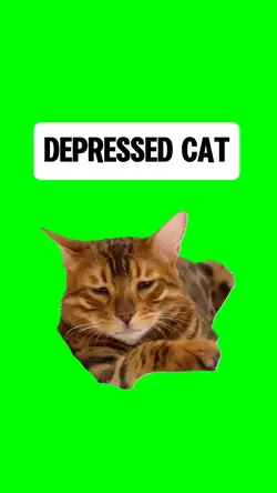 DEPRESSED CAT meme