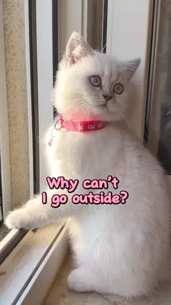 Cute Pet Tample