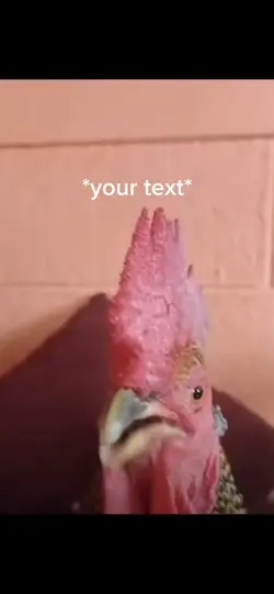 Yapping Chicken