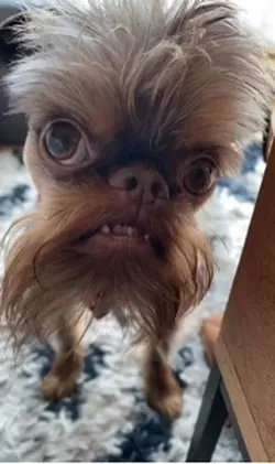 Ugly dog