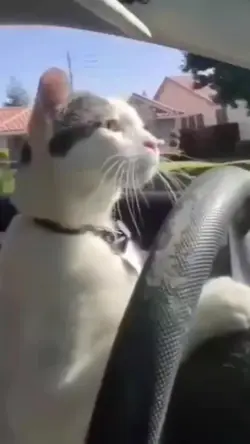 Mau gato dirigindo!