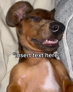 Dog Snoring Meme