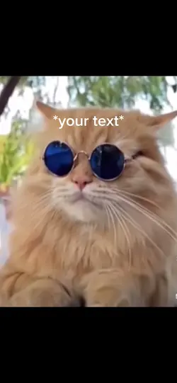 Chill cat 