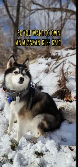Grace the KleeKai