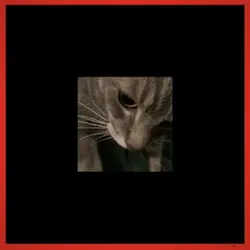 My cattt