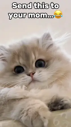 Cute Cat Meme