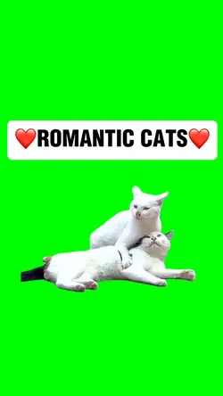 ROMANTIC CATS