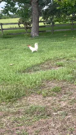 Editing roosters 