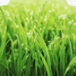 Grass