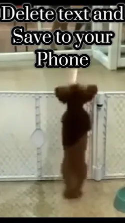 Dancing Dog