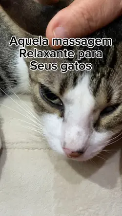Massagem em gato