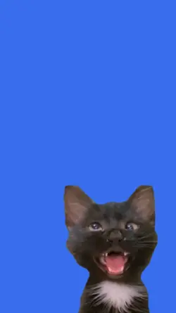 Gato vesgo