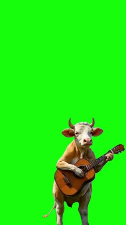 vaca no violão 