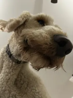 Emotions with my dog