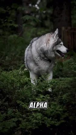 Alpha 