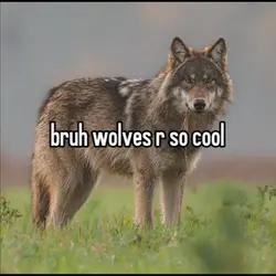 bruh wolves r cool