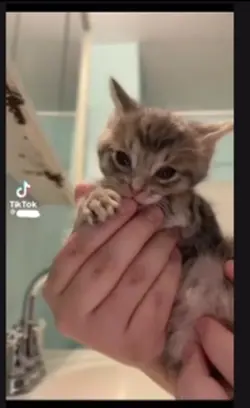 KITTTYYYYYYYUH!!!!