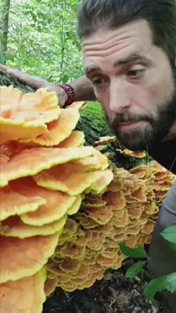 laetiporous 