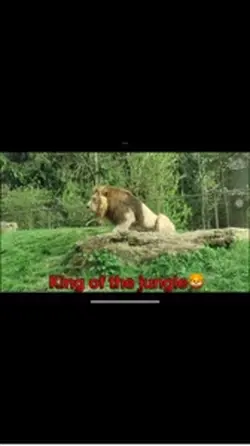 Cheetah edit