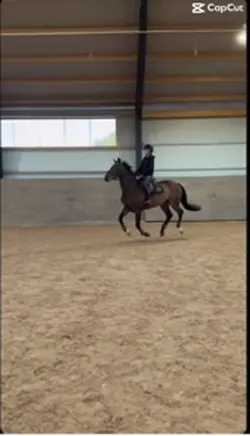 New Horse??!!