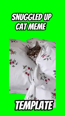 Snuggled up Cat meme