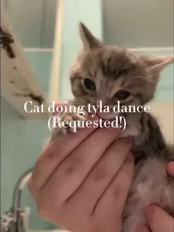 Cat doing tyla dance
