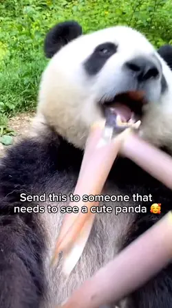 🐼
