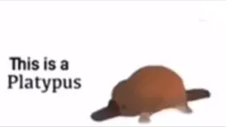 Platypus 