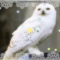 Hedwig edit :3