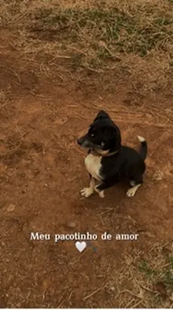 Amor de 4 patas🐾
