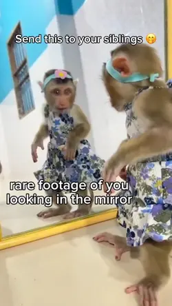Monkey mirror