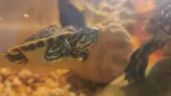 Calming turtle place