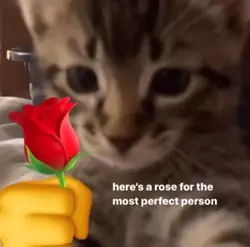 Rose for perfect..