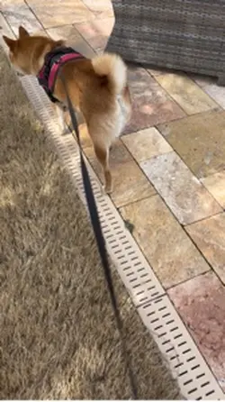 Dog Sitting 
