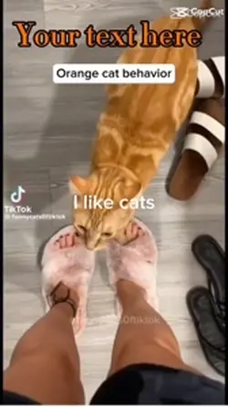 Funny cats :)