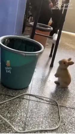 Funny animalssss