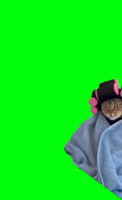relaxed cat