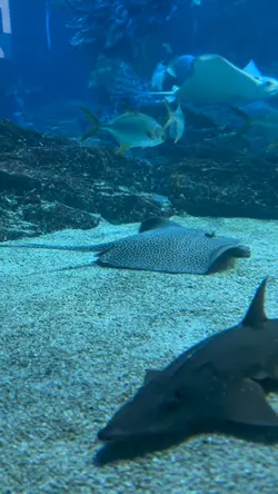 Aquarium