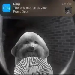Dog w racks 