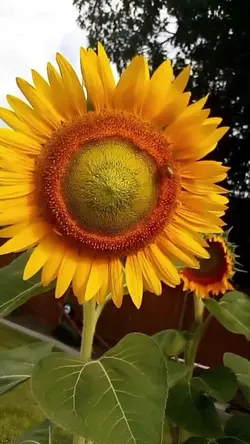 Bee's & Sunflowers
