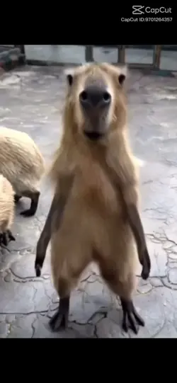 Capybaraaaa