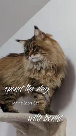 A day with my cat