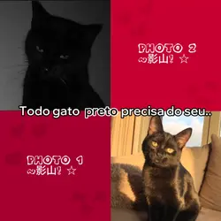 todo gato preto.. 