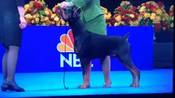 Doberman Pinscher 