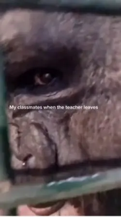 Gorilla🦍🔫🔫