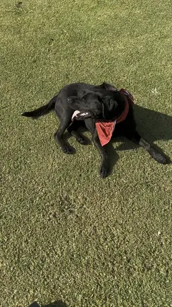 Dog playing