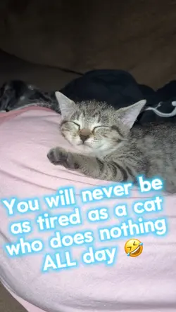 As tired as a cat 