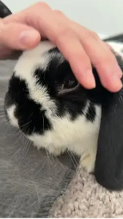 Bunny vet visit